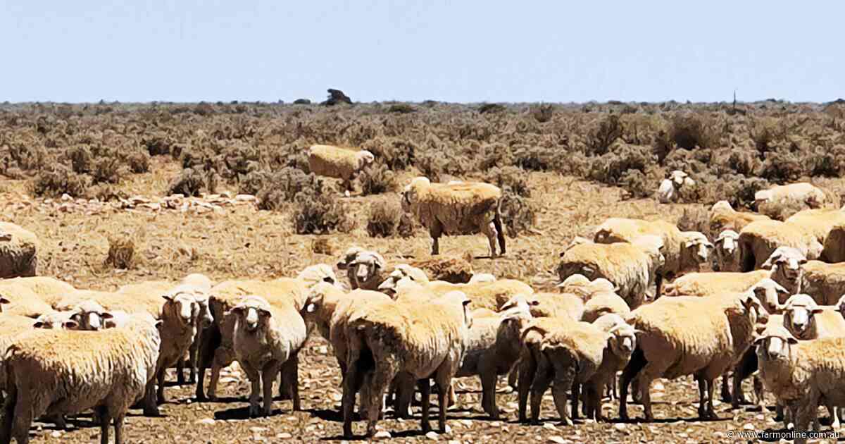 Cattle firm's stunning buy of vast Nullarbor sheep stations almost complete