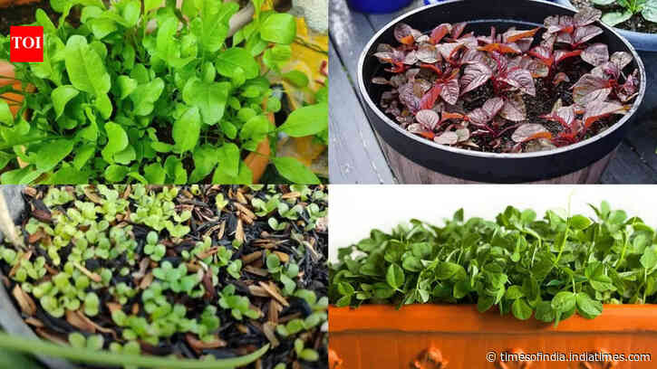 5 nutritionally superior green leafy 'saag' you can grow in pots in your balcony
