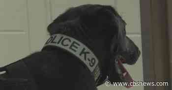 Cobb County introduces Vapor Wake Canine Detection program