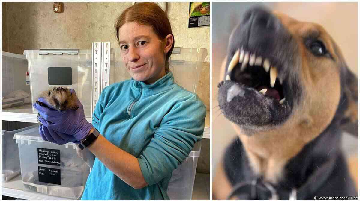 Hund beißt Igel – warum das so gefährlich ist: Expertin appelliert an Herrchen und Frauchen
