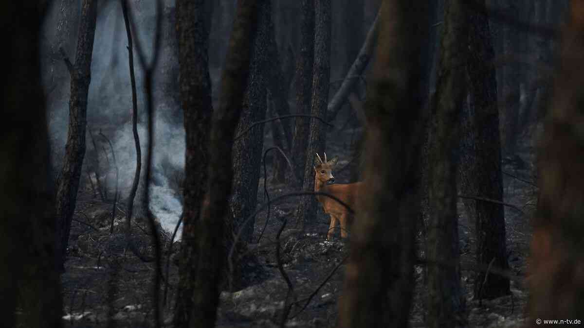 Dystopische Szenen in Frankreich: Feuerwehr kämpft verzweifelt gegen neue Brände