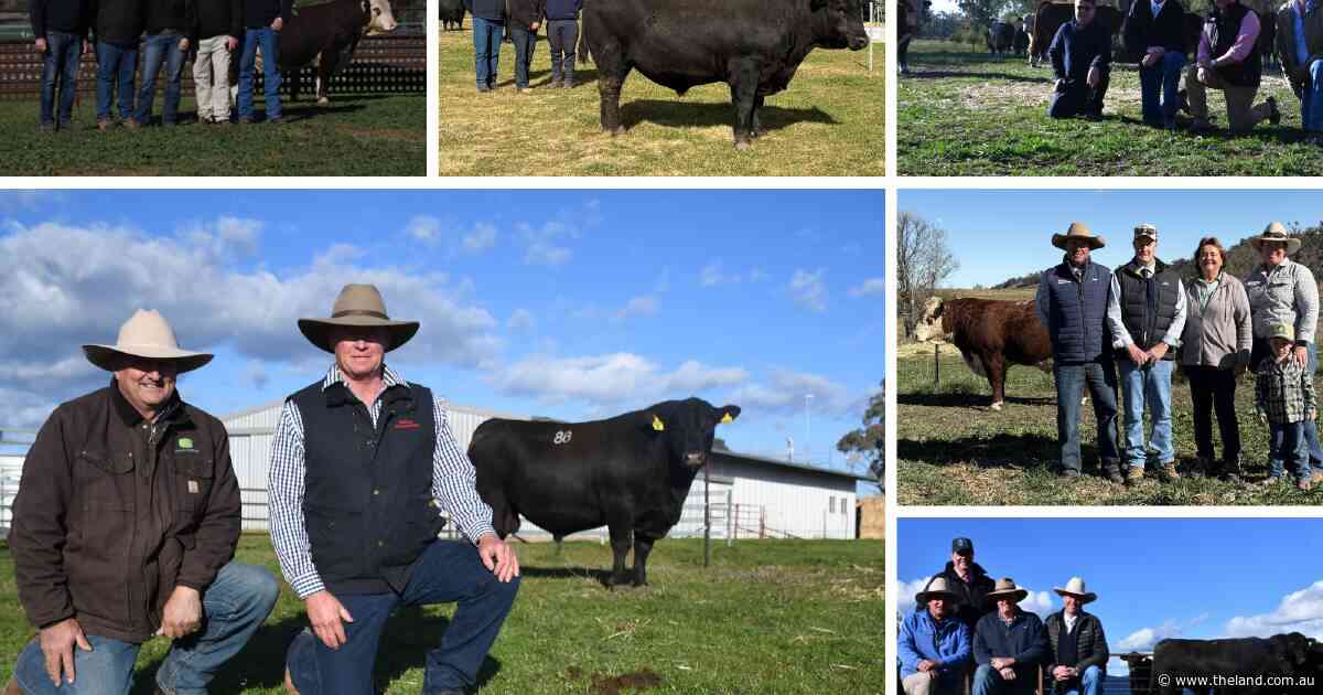 'A bit of a puzzle': why clearances are defying predictions this bull sale season
