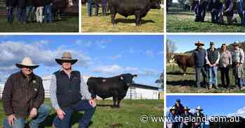 'A bit of a puzzle': why clearances are defying predictions this bull sale season