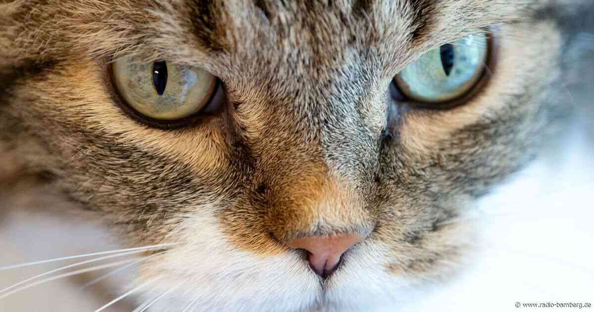 Nach Sprung aus sechstem Stock: Katze steckt unter Auto fest