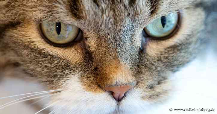Nach Sprung aus sechstem Stock: Katze steckt unter Auto fest