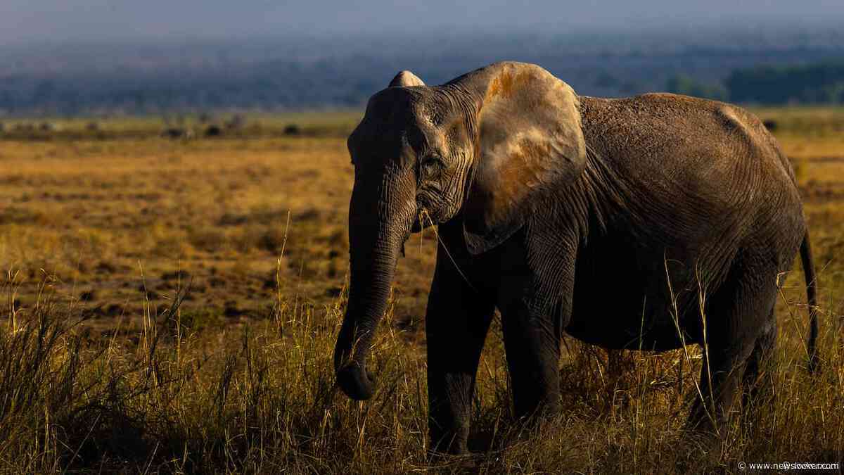 Kenia onderzoekt mysterieuze dood van vijftien olifanten in een maand tijd