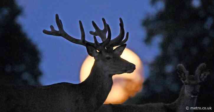 What is the buck moon and can it be seen in the UK today?