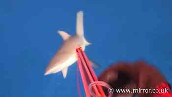 GoPro captures terrifying moment shark attacks influencer - 'wrong place, wrong time'