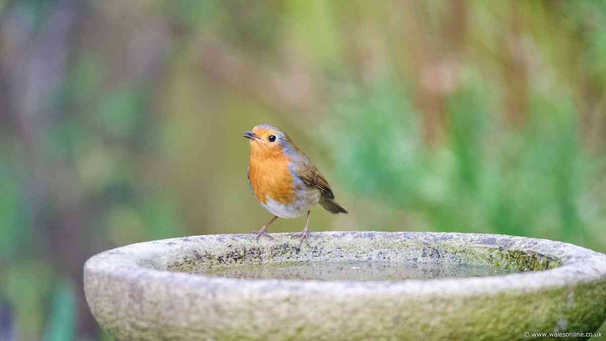 Gardeners told to make one change now to their bird baths to attract robins
