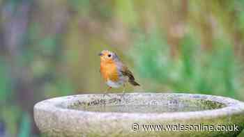 Gardeners told to make one change now to their bird baths to attract robins
