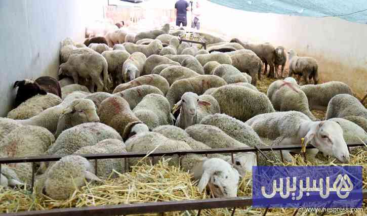 المستوردون المغاربة يبرمون اتفاقات جديدة لجلب الماشية من إسبانيا