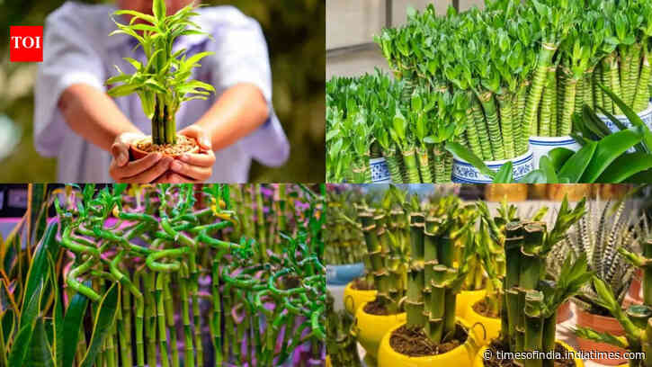 How to grow and care for lucky bamboo: An easy step-by-step guide for beginners