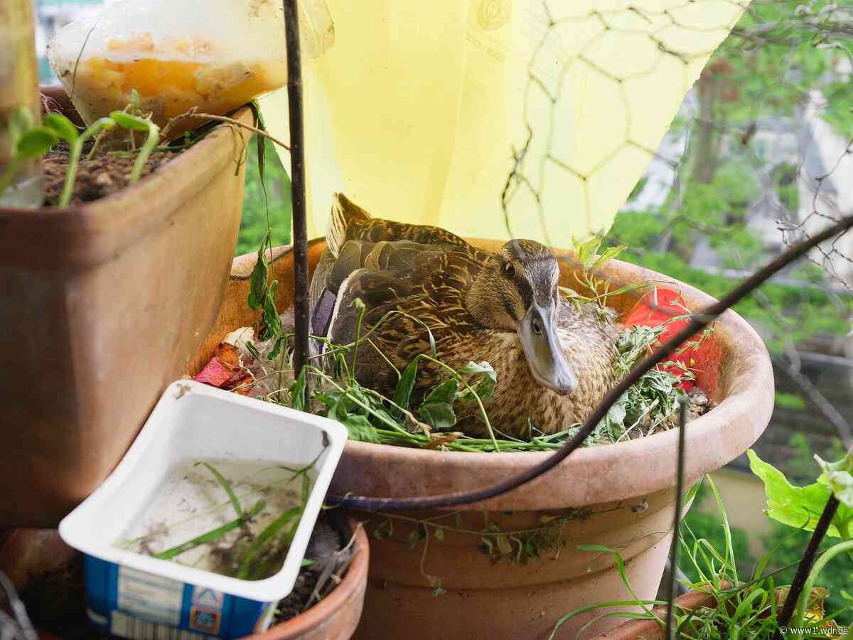 Hilfe für Enten in Düsseldorf