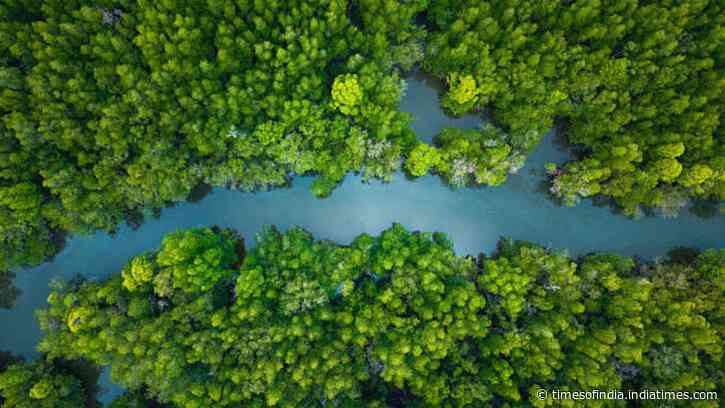 China lost more than 50% of its mangrove forests by the 2000s, now it has restored 22,500 hectares of the trees