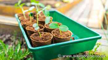 Gardening expert names five seeds you should plant in August for a bumper harvest