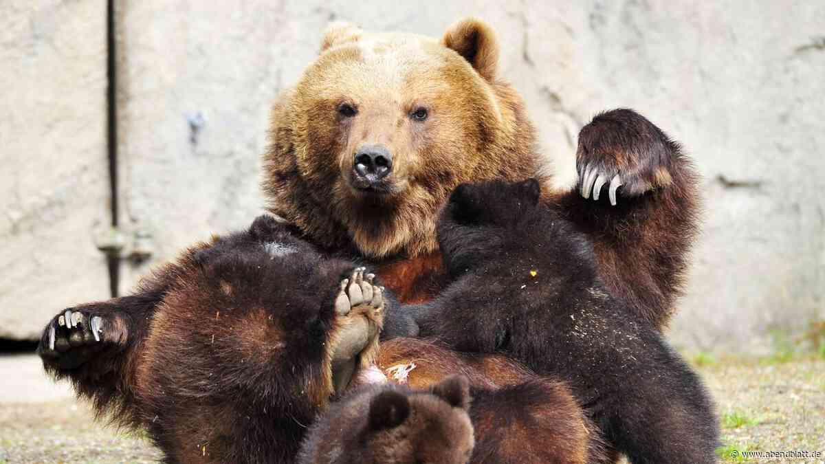 „Seelisches Leid“ bei Zootieren: Hagenbeck äußert sich energisch