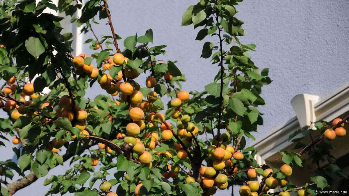 Aprikose statt Apfel? Obstbau-Experte erklärt, welche Bäume Sie in Zukunft pflanzen können