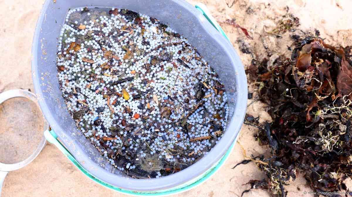 Wildlife charity praises 'inspiring' community amid calls for co-ordinated response to Tyne nurdle spill