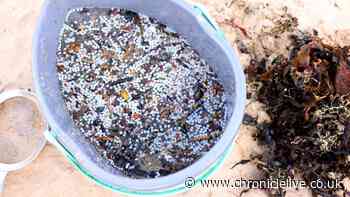 Wildlife charity praises 'inspiring' community amid calls for co-ordinated response to Tyne nurdle spill