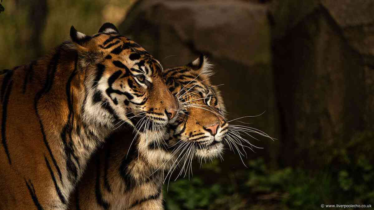 Chester Zoo calls for nationwide support to help save tigers