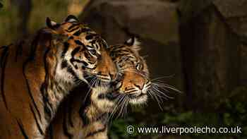 Chester Zoo calls for nationwide support to help save tigers