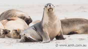 Local transmission of H5N1 declared as alarm sounds for local birds, sea lions
