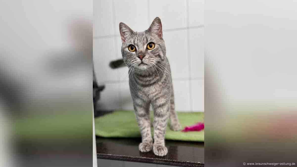 Kater Rian aus Salzgitter kämpfte sich zurück – jetzt sucht er sein Glück