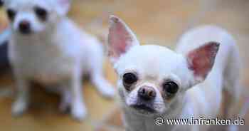 Streit wegen Chihuahua: Senior tritt Hund in Kitzinger Park