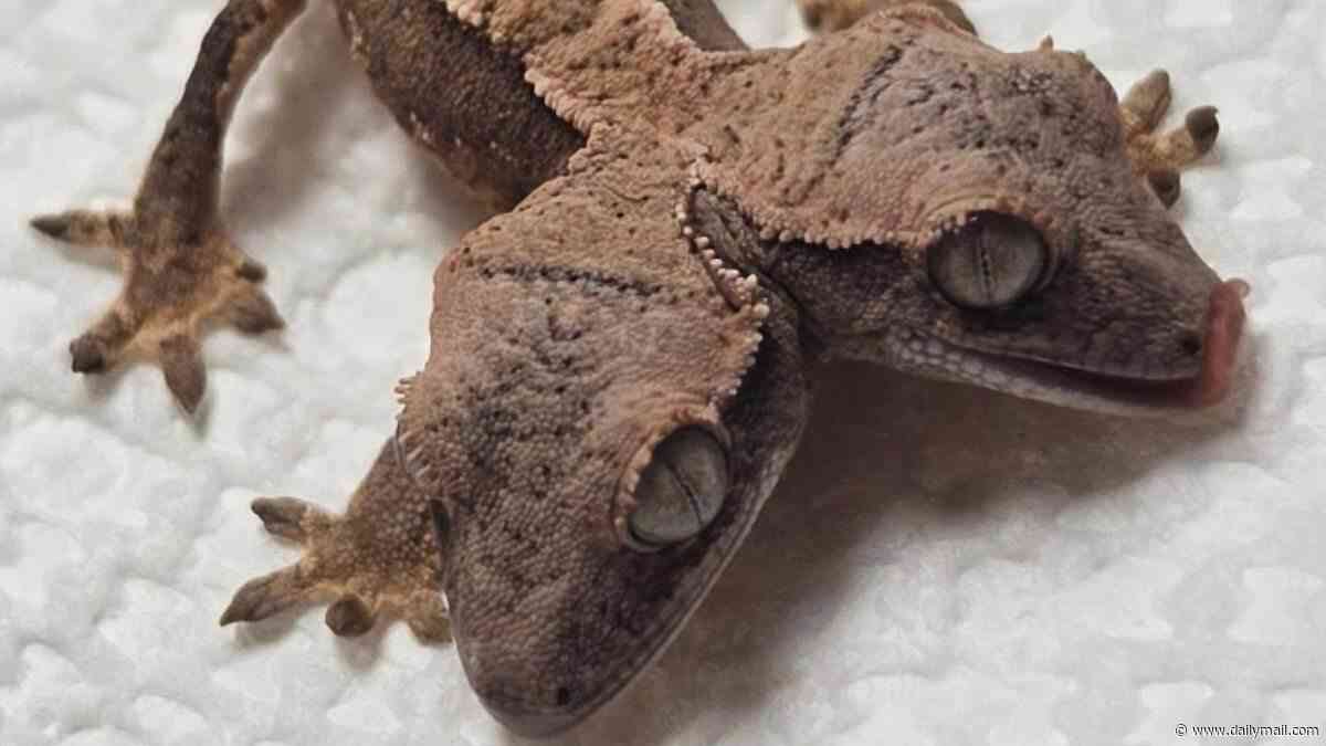 Seeing double? Incredibly rare two-headed gecko is born in Pennsylvania