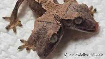 Seeing double? Incredibly rare two-headed gecko is born in Pennsylvania