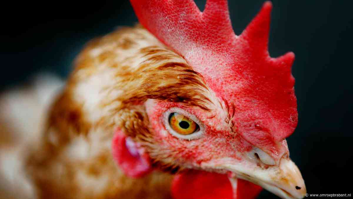 Provincie bevestigt 'boeren hebben veel te veel kippen' en grijpt in