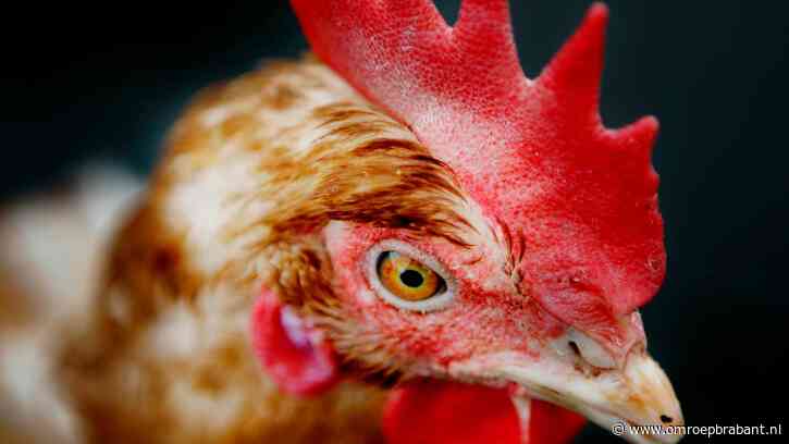Provincie bevestigt 'boeren hebben veel te veel kippen' en grijpt in