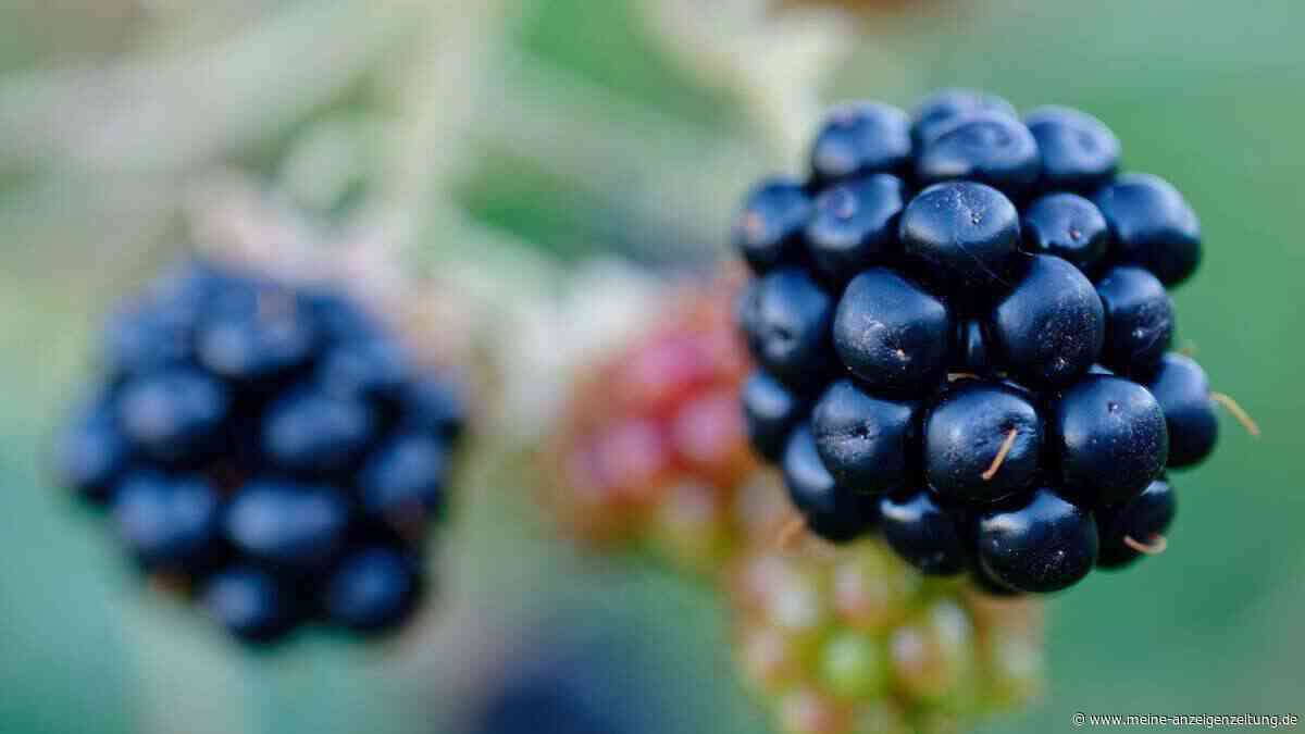 Brombeeren und Co.: Ist Naschen vom Strauch echt so schlimm?