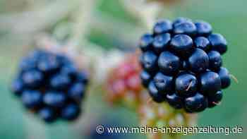 Brombeeren und Co.: Ist Naschen vom Strauch echt so schlimm?