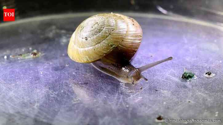 Bermuda snails were thought to be extinct from the island, a decade later breeders have released over 100,000 of them back