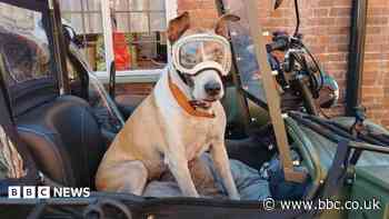 Real-life Wallace and Gromit go on motorbike 10k