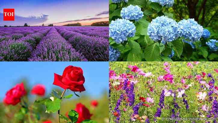 Want more blooms? Prune these 5 garden plants in August