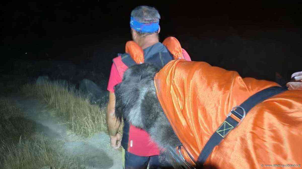 “Aiuto, il nostro cane è troppo stanco e non ce la fa più a camminare”: il Soccorso Alpino lo porta in salvo in barella