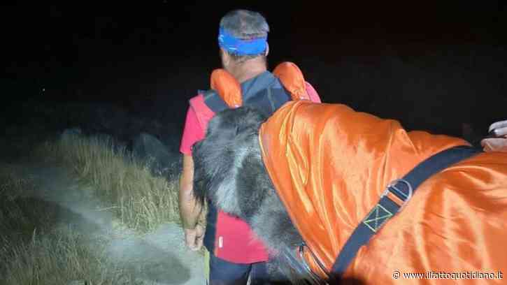 “Aiuto, il nostro cane è troppo stanco e non ce la fa più a camminare”: il Soccorso Alpino lo porta in salvo in barella