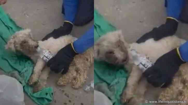 Ritrovato vivo dopo 29 giorni sepolto sotto le macerie del terremoto in Venezuela: l’incredibile salvataggio del cane Beyli, il video è virale