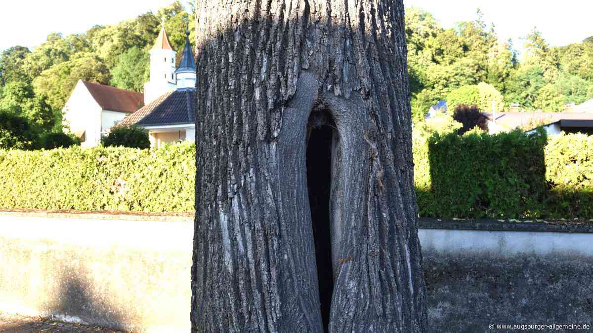 Fällen oder bewahren? Das ist die endgültige Entscheidung zu den vier Linden in Altenstadt