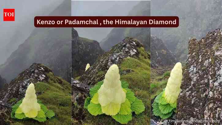 Taller than humans, blooming once in seven years: Meet the rare Himalayan ‘Diamond’ flower that defies nature