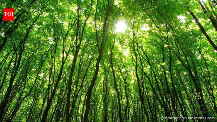Researchers studied 1,561 forest plots across 10 tropical countries; non-native trees formed 28% of stems in young moist forests, but declined as the canopy returned