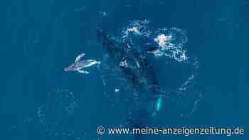 Weltpremiere: Drohne filmt Buckelwal-Geburt vor Australien
