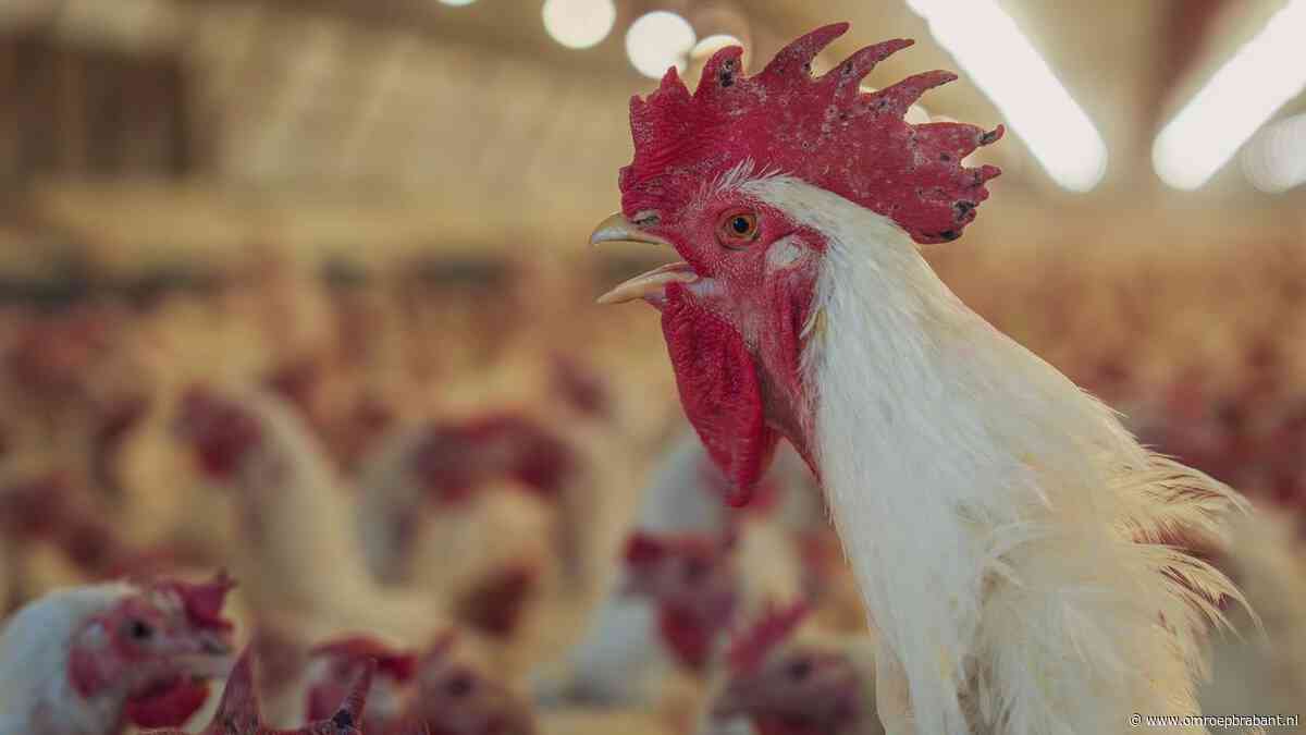 Provincie verder in gesprek met kippenboeren: accepteert 75.000 euro boete
