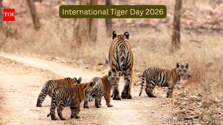 Decades ago, India feared losing its tigers; today it's home to nearly 75% of the world's wild population; here's how India became the 'Tiger Capital'