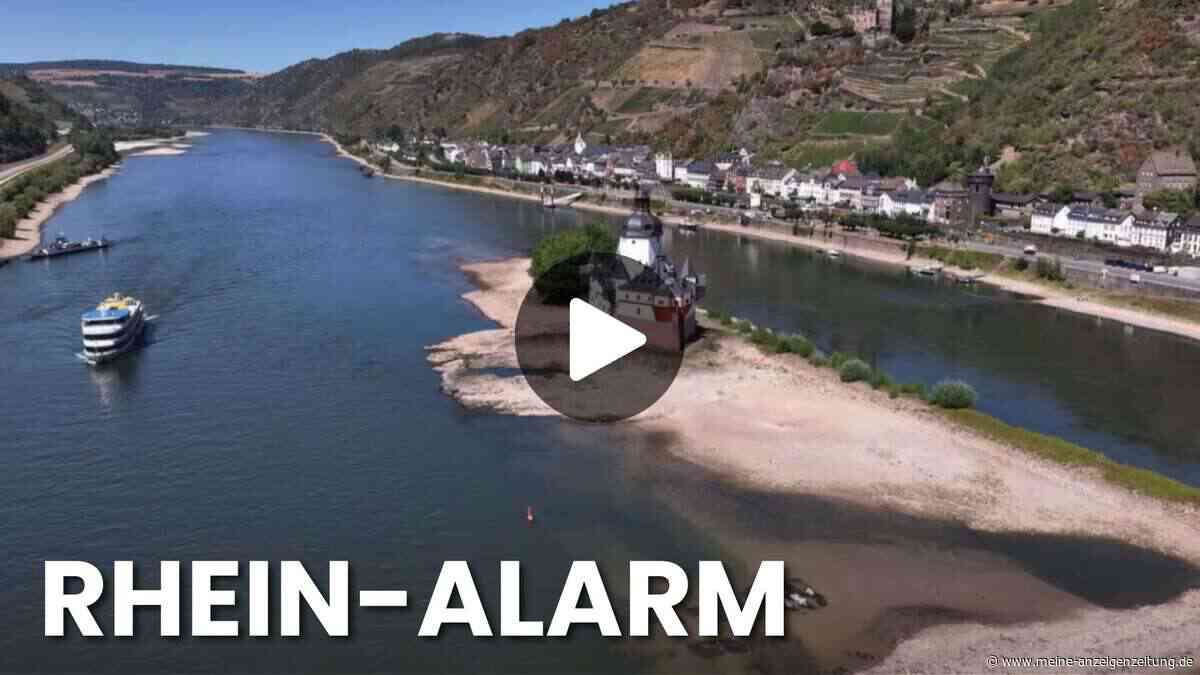 Rhein fast auf Rekordtief: Fähren, Fische und Schiffe in Not