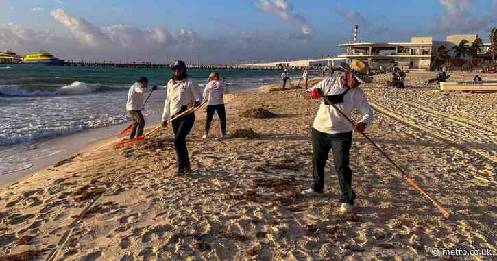 Sargassum is the smelly nemesis of beach holidays that is not going away