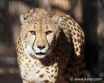 Kristen's Classroom: Field trip to the Austin Zoo