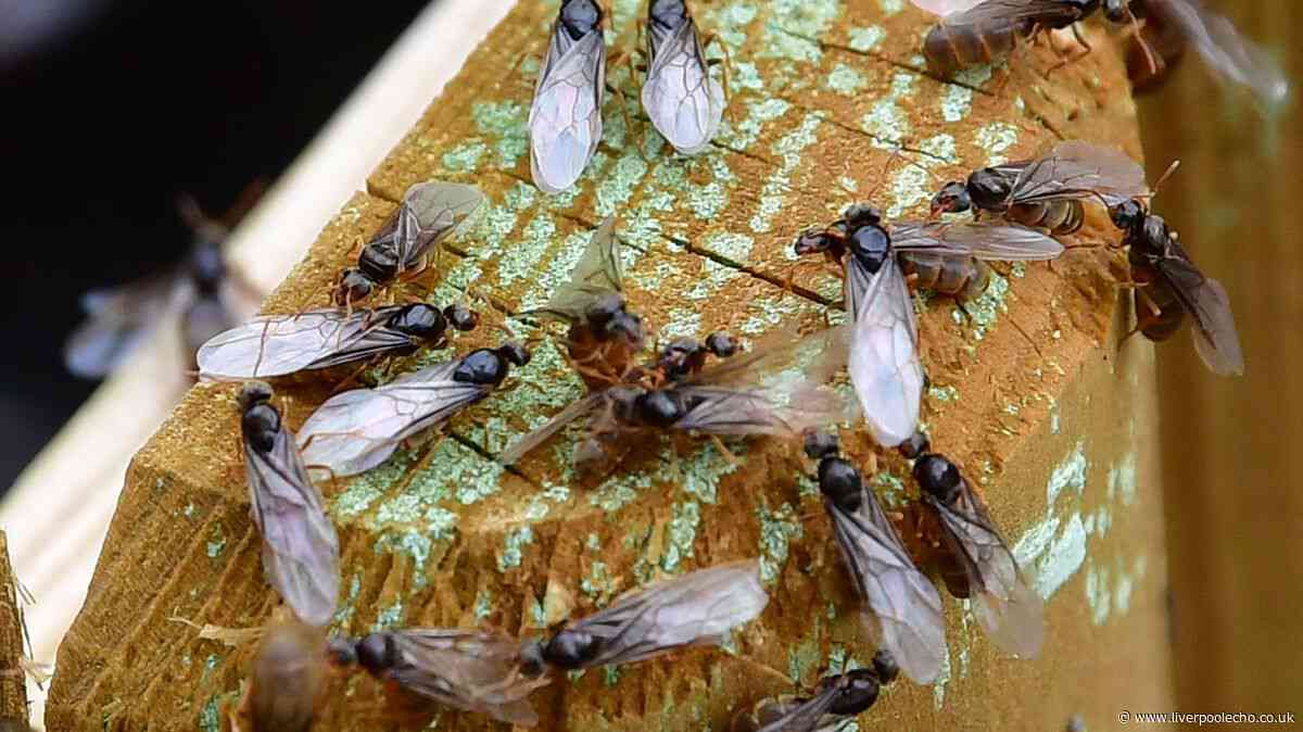 People told 'don't panic' as huge swarms of flying ants invade Liverpool city centre